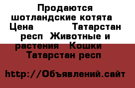 Продаются шотландские котята › Цена ­ 5 000 - Татарстан респ. Животные и растения » Кошки   . Татарстан респ.